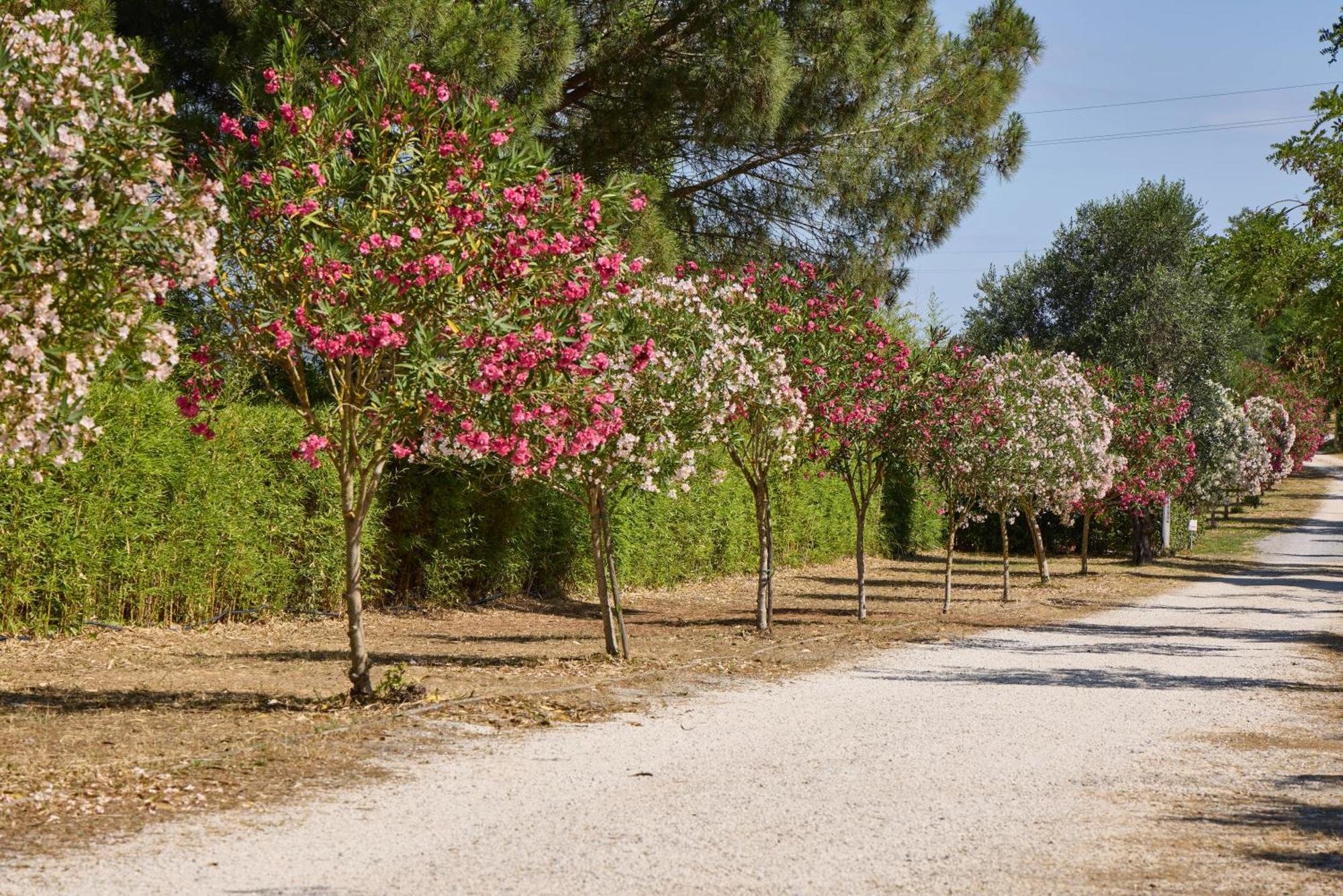Costa D'Argento - Camping Village Club Capalbio Luaran gambar